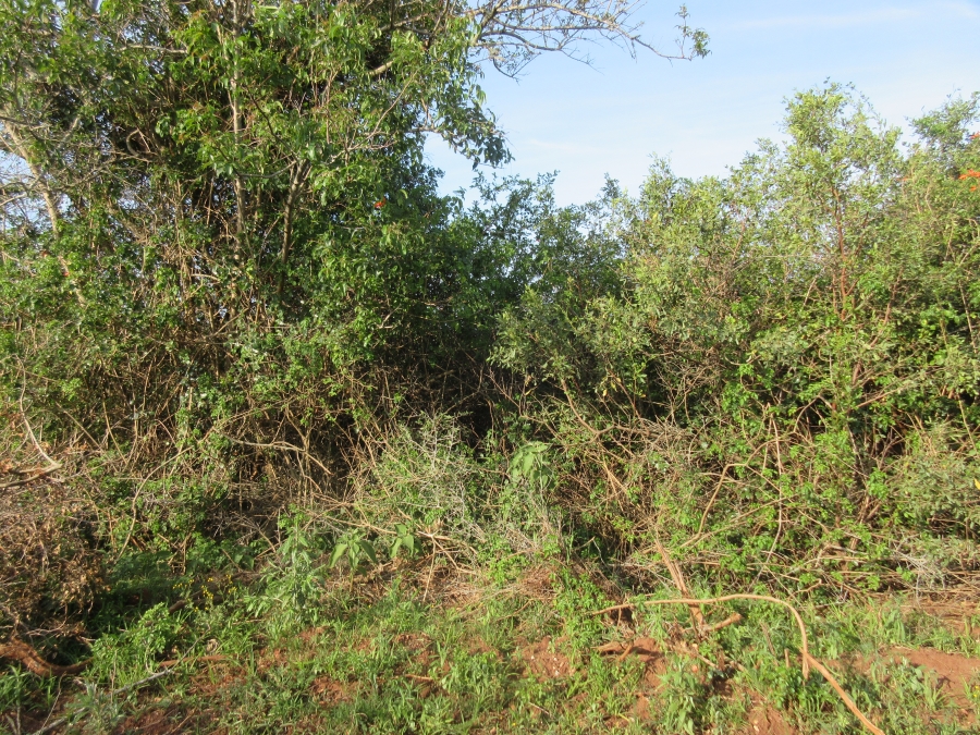 0 Bedroom Property for Sale in Bathurst Eastern Cape